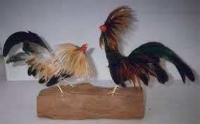 Gallos de Pelea  Fighting Cock   