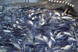 To have an sustainable fishery - via Daymix