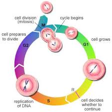 http://www.daviddarling.info/encyclopedia/C/cell_cycle.html