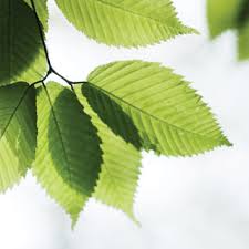 then go green with - via Daymix