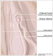 File:Clitoris outer