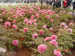 luoyang red peony garden jpg