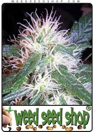 Picture of a Misty bud