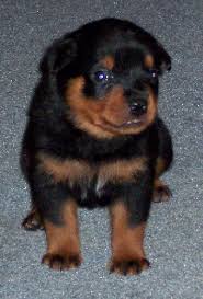Guardian Angel  Rottweilers  