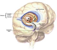 Parkinson's disease - via Daymix