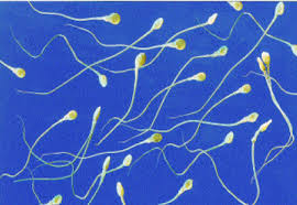     of  reproductive science   