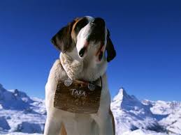 Saint  Bernard   Picture