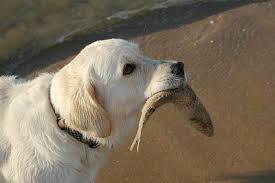 Golden  Labrador   Golden  Retriever      