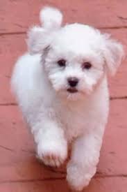   Bichon Frise   adult dog x26amp pups