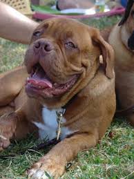   Dogue   de Bordeaux
