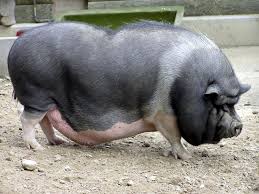 File:Sus scrofa domestica.jpg - Wikimedia Commons File:Sus scrofa domestica.jpg - Wikimedia Commons
