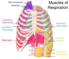 The breathing muscles are divided
