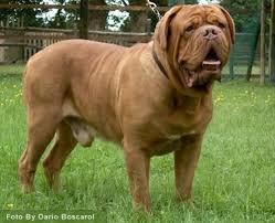 DOGO  DE BORDEAUX   Image