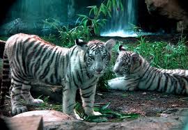 All white Bengal tigers are the