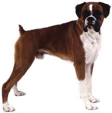   Boxer    Boxer Dog   Tracy Morgan c    