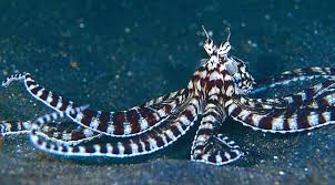 Mimic Octopus in Lembeh Strait - via Daymix