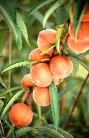 Image peaches.jpg Picture