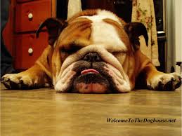 bull dog - via Daymix