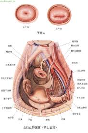 女性生殖器