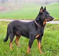 Beauceron Breed Information
