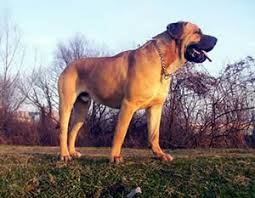 The  Japanese   Fighting Dog