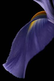 Iris flower