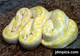 Albino Burmese Python at the - via Daymix