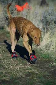  x3cb x3e    x3c b x3e  x3cb x3edog booties x3c b x3e while chukar hunting