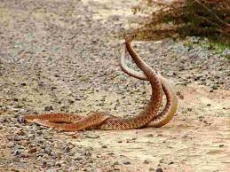   Southern   Pacific Rattlesnake The    