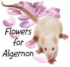 Flowers for Algernon rewrite!