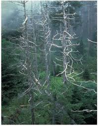 Trees killed by  acid rain   in the    