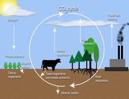      atmospheric  carbon dioxide   and    