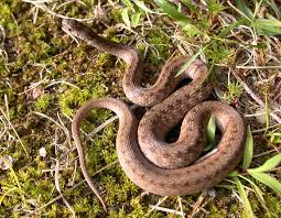 The northern redbelly  snake   S    
