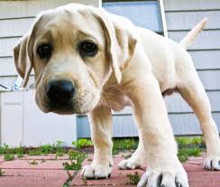 Perhaps this adorable puppy will