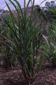 SUGAR CANE