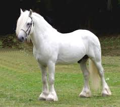 Photo courtesy of Fell Pony