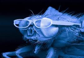 Photo: A fly wearing glasses