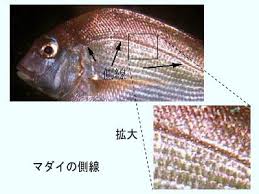 魚の五感 －〔NET de 水族館