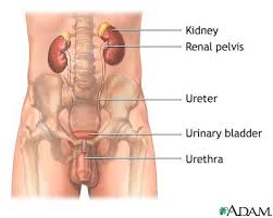   Male   urinary tract