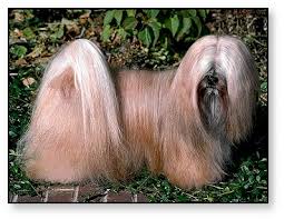 The  Lhasa Apso   is said to have been    