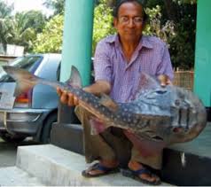Rare Shark Ray Snagged by Bangladesh