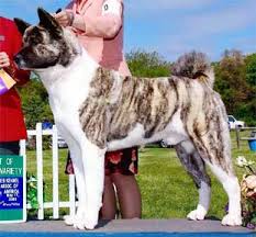 Fawn  Brindle  