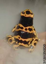 http://images.google.com/images?q=tbn:0D6ORG7wwBHzmM:gutt.sg.free.fr/Images/dendrobates-leucomelas3.jpg