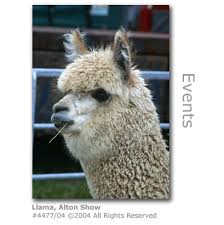 llama at  Alton   Agricultural Show