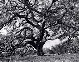 The Tree Crew performs tree - via Daymix