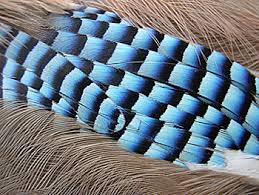 Changes in feather structure - via Daymix