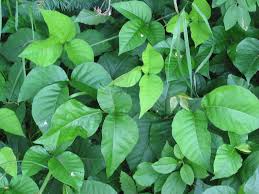 Poison Ivy Eradication