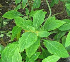 Botanists believe  Salvia 