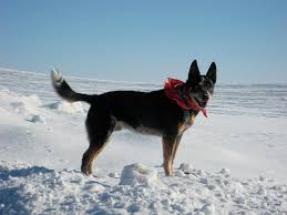 cattle <b>dogs</b>, doesn't <b>have</b>