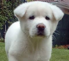 Look up Japanese  Akita   